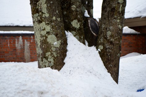 Snow even began to appear to be climbing trees.