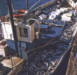 Over-fishing is one of the primary concerns in terms of humankind's impact on the sustainability of sea life.