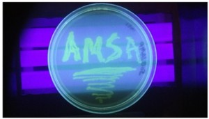 Working with bacteria to produce indicators in their research, students created a streak plate with the schools acronym.