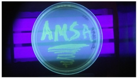 Working with bacteria to produce indicators in their research, students created a streak plate with the schools acronym.